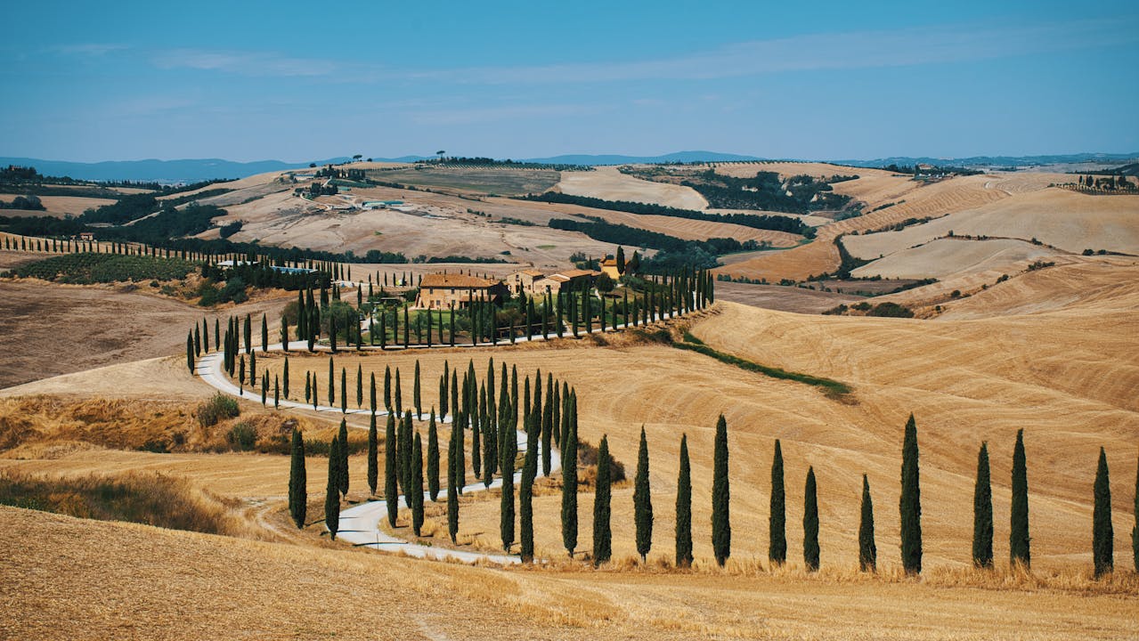 Cypress trees